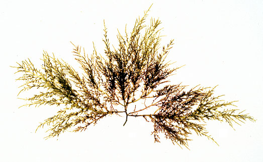 Chrondria dasyphylla