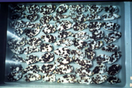 Conchocelis phase growing in shells
