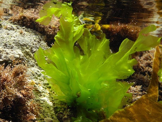 Ulva lactuca: sea lettuce