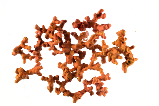 Lithothamnion corallioides © M.D. Guiry