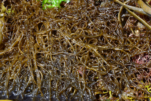 Mesogloia vermiculata © M.D. Guiry