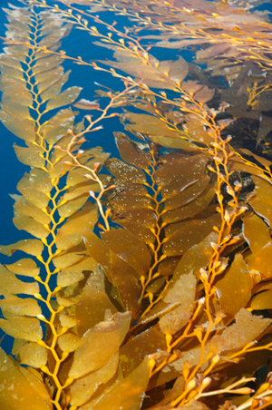 Laminaria digitata