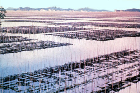 Nori Cultivation on nets in Japan