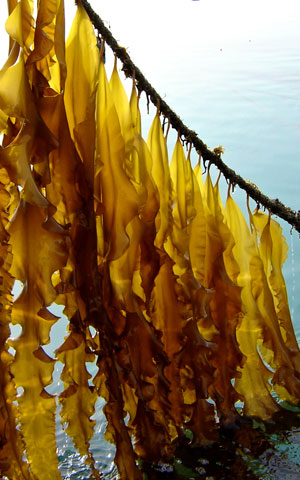 Seaweed cultivation in Ireland
