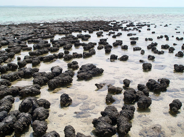 Stromatolites in Shar Bay