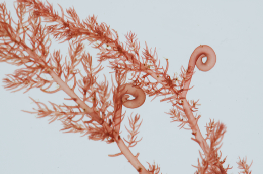 Bonnemaisonia hamifera hooks © M.D. Guiry
