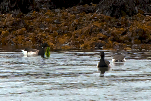 Brent Geese eating Ulva at Silver Strand Galway Bay © M.D. Guiry
