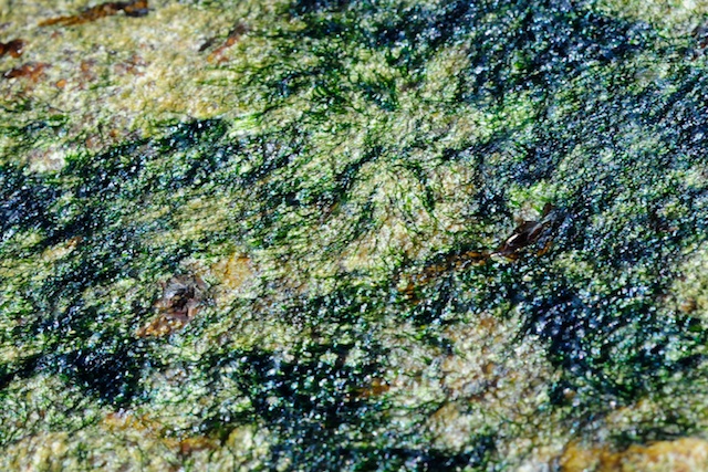 Blue-green alga. South Africa