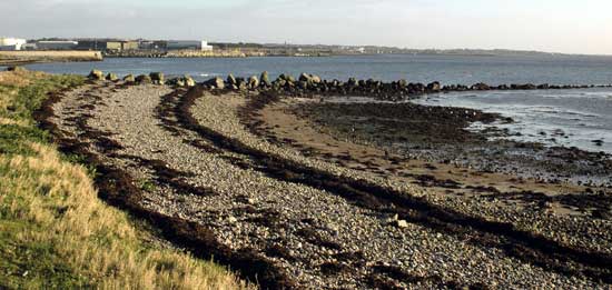 Drift seaweed in Galway Bay Ireland