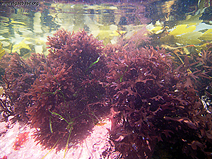 Mastocarpus stellatus in a rock pool