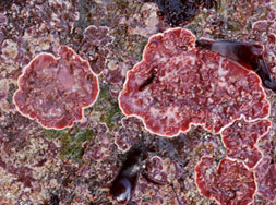 Phymatolithon purpureum