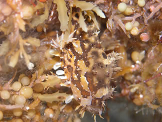 Sargassum fish